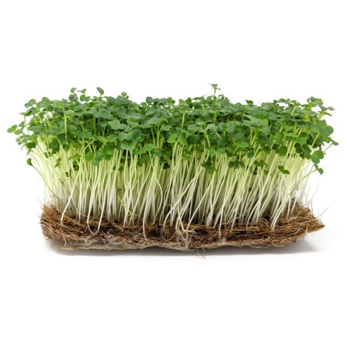 Produkt-Brokkoli1