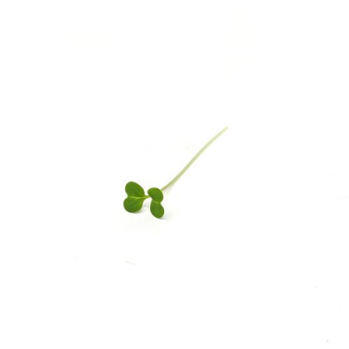 Produkt-Brokkoli3