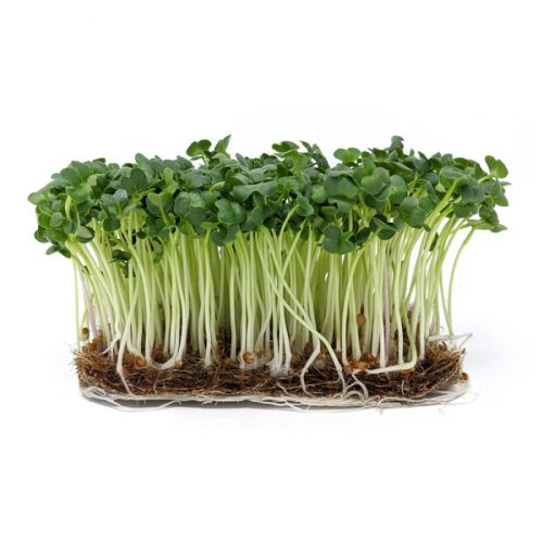 Produkt-Daikon-Rettich1