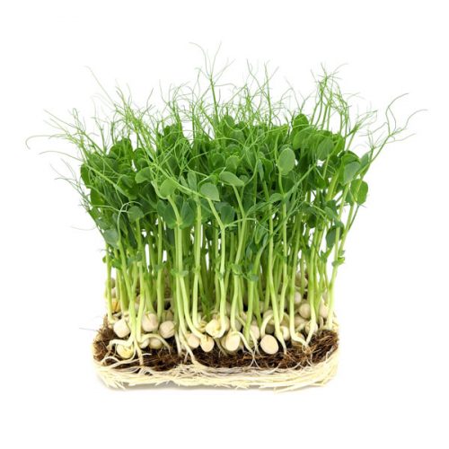 Produkt-Zuckererbse1